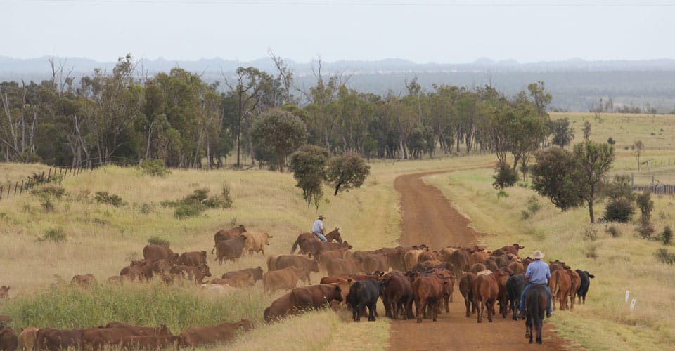 Top 3 reasons family farming has an important role in Australia
